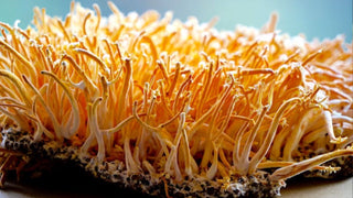 Cordyceps Mushroom