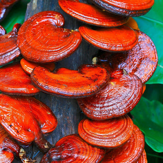 Reishi (Mushroom)