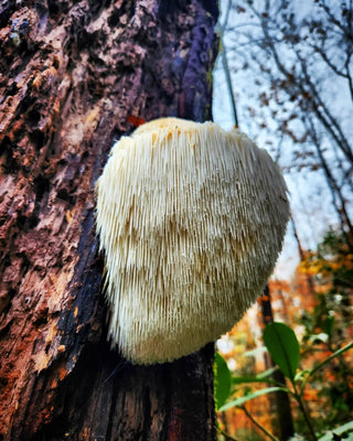 Lion's Mane (Mushroom)